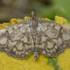 Notrinė flyktenija - Anania stachydalis | Fotografijos autorius : Žilvinas Pūtys | © Macrogamta.lt | Šis tinklapis priklauso bendruomenei kuri domisi makro fotografija ir fotografuoja gyvąjį makro pasaulį.