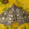 Notrinė flyktenija - Anania stachydalis | Fotografijos autorius : Žilvinas Pūtys | © Macrogamta.lt | Šis tinklapis priklauso bendruomenei kuri domisi makro fotografija ir fotografuoja gyvąjį makro pasaulį.
