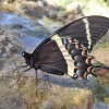 Nuostabusis machaonas - Papilio garams | Fotografijos autorius : Vitalij Drozdov | © Macrogamta.lt | Šis tinklapis priklauso bendruomenei kuri domisi makro fotografija ir fotografuoja gyvąjį makro pasaulį.