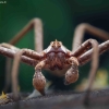 Nursery web spider - Pisaura mirabilis | Fotografijos autorius : Mindaugas Leliunga | © Macrogamta.lt | Šis tinklapis priklauso bendruomenei kuri domisi makro fotografija ir fotografuoja gyvąjį makro pasaulį.