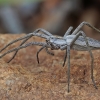 Nursery web spider - Pisaura mirabilis | Fotografijos autorius : Gintautas Steiblys | © Macronature.eu | Macro photography web site
