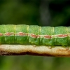 Nutmeg - Anarta trifolii, caterpillar | Fotografijos autorius : Oskaras Venckus | © Macronature.eu | Macro photography web site