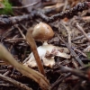Smulkusis žvaigždinas - Geastrum minimum | Fotografijos autorius : Vitalij Drozdov | © Macrogamta.lt | Šis tinklapis priklauso bendruomenei kuri domisi makro fotografija ir fotografuoja gyvąjį makro pasaulį.