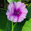 Ožinis sukutis - Ipomoea pes-caprae | Fotografijos autorius : Nomeda Vėlavičienė | © Macrogamta.lt | Šis tinklapis priklauso bendruomenei kuri domisi makro fotografija ir fotografuoja gyvąjį makro pasaulį.