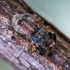 Oak Jumping Spider - Ballus chalybeius | Fotografijos autorius : Kazimieras Martinaitis | © Macronature.eu | Macro photography web site