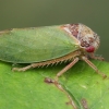 Cikadėlė - Iassus lanio | Fotografijos autorius : Gintautas Steiblys | © Macronature.eu | Macro photography web site