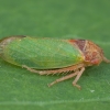 Oak leafhopper - Iassus lanio | Fotografijos autorius : Žilvinas Pūtys | © Macronature.eu | Macro photography web site