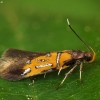 Oak-Bark Mulch Moth - Schiffermuelleria schaefferella | Fotografijos autorius : Vidas Brazauskas | © Macronature.eu | Macro photography web site