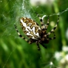 Oakleaf orbweaver - Aculepeira ceropegia, female | Fotografijos autorius : Agnė Kulpytė | © Macronature.eu | Macro photography web site