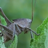 Ocellated tonged bush-cricket - Drymadusa dorsalis, nymph | Fotografijos autorius : Gintautas Steiblys | © Macronature.eu | Macro photography web site