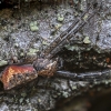 Octopus spider - Tmarus piger | Fotografijos autorius : Kazimieras Martinaitis | © Macronature.eu | Macro photography web site