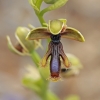 Ofris - Ophrys speculum ssp. regis-ferdinandii | Fotografijos autorius : Gintautas Steiblys | © Macrogamta.lt | Šis tinklapis priklauso bendruomenei kuri domisi makro fotografija ir fotografuoja gyvąjį makro pasaulį.