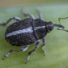 Onion Weevil - Oprohinus suturalis | Fotografijos autorius : Žilvinas Pūtys | © Macronature.eu | Macro photography web site