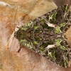 Orache moth - Trachea atriplicis  | Fotografijos autorius : Gintautas Steiblys | © Macronature.eu | Macro photography web site