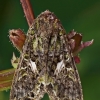 Orache moth - Trachea atriplicis | Fotografijos autorius : Armandas Ka | © Macronature.eu | Macro photography web site