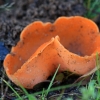 Orange Peel Fungus - Aleuria aurantia | Fotografijos autorius : Ramunė Vakarė | © Macronature.eu | Macro photography web site