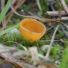 Orange Peel Fungus - Aleuria aurantia | Fotografijos autorius : Vytautas Tamutis | © Macronature.eu | Macro photography web site