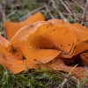 Orange Peel Fungus - Aleuria aurantia | Fotografijos autorius : Žilvinas Pūtys | © Macronature.eu | Macro photography web site