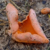Orange Peel Fungus - Aleuria aurantia | Fotografijos autorius : Romas Ferenca | © Macronature.eu | Macro photography web site