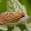 Gelsvasis šakniagraužis - Triodia sylvina | Fotografijos autorius : Darius Baužys | © Macronature.eu | Macro photography web site