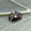 Orange ladybird - Halyzia sedecimguttata, pupa | Fotografijos autorius : Kazimieras Martinaitis | © Macronature.eu | Macro photography web site