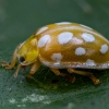 Orange ladybird - Halyzia sedecimguttata | Fotografijos autorius : Eglė Vičiuvienė | © Macronature.eu | Macro photography web site