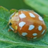 Šešiolikadėmė boružė - Halyzia sedecimguttata | Fotografijos autorius : Gintautas Steiblys | © Macronature.eu | Macro photography web site