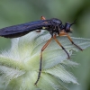 Plėšriamusė - Dioctria oelandica ♀ | Fotografijos autorius : Žilvinas Pūtys | © Macronature.eu | Macro photography web site