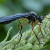 Orange-legged Robberfly - Dioctria oelandica ♀ | Fotografijos autorius : Žilvinas Pūtys | © Macronature.eu | Macro photography web site