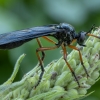 Plėšriamusė - Dioctria oelandica ♀ | Fotografijos autorius : Žilvinas Pūtys | © Macronature.eu | Macro photography web site