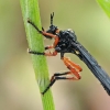 Orange-legged Robberfly - Dioctria oelandica | Fotografijos autorius : Gintautas Steiblys | © Macronature.eu | Macro photography web site