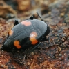 Keturdėmis valtvabalis - Scaphidium quadrimaculatum  | Fotografijos autorius : Gintautas Steiblys | © Macronature.eu | Macro photography web site