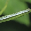 Orange-tip - Anthocharis cardamines, caterpillar | Fotografijos autorius : Gintautas Steiblys | © Macronature.eu | Macro photography web site