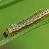 Orange-tip - Anthocharis cardamines, young caterpillar | Fotografijos autorius : Vidas Brazauskas | © Macronature.eu | Macro photography web site