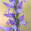 Orchid - Ponerorchis cucullata  | Fotografijos autorius : Eglė Vičiuvienė | © Macronature.eu | Macro photography web site