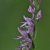 Orchid - Ponerorchis cucullata | Fotografijos autorius : Kęstutis Obelevičius | © Macronature.eu | Macro photography web site