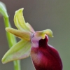 Ofris - Ophrys helenae | Fotografijos autorius : Nomeda Vėlavičienė | © Macrogamta.lt | Šis tinklapis priklauso bendruomenei kuri domisi makro fotografija ir fotografuoja gyvąjį makro pasaulį.