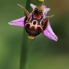 Ofris - Ophrys scolopax | Fotografijos autorius : Gintautas Steiblys | © Macrogamta.lt | Šis tinklapis priklauso bendruomenei kuri domisi makro fotografija ir fotografuoja gyvąjį makro pasaulį.