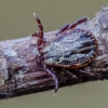 Ornate Cow Tick | Dermacentor reticulatus | Fotografijos autorius : Darius Baužys | © Macronature.eu | Macro photography web site