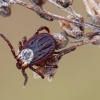 Ornate Cow Tick - Dermacentor reticulatus  | Fotografijos autorius : Arūnas Eismantas | © Macronature.eu | Macro photography web site