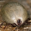 Ornate Cow Tick - Dermacentor reticulatus  | Fotografijos autorius : Gintautas Steiblys | © Macronature.eu | Macro photography web site