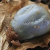 Ornate Cow Tick - Dermacentor reticulatus with eggs | Fotografijos autorius : Gintautas Steiblys | © Macronature.eu | Macro photography web site