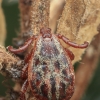 Ornate Cow Tick - Dermacentor reticulatus | Fotografijos autorius : Gintautas Steiblys | © Macronature.eu | Macro photography web site