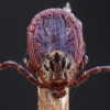 Ornate Cow Tick - Dermacentor reticulatus | Fotografijos autorius : Žilvinas Pūtys | © Macronature.eu | Macro photography web site