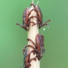 Ornate Cow Tick - Dermacentor reticulatus | Fotografijos autorius : Arūnas Eismantas | © Macrogamta.lt | Šis tinklapis priklauso bendruomenei kuri domisi makro fotografija ir fotografuoja gyvąjį makro pasaulį.