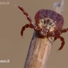 Ornate Cow Tick - Dermacentor reticulatus | Fotografijos autorius : Vilius Grigaliūnas | © Macronature.eu | Macro photography web site