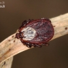 Ornate Cow Tick - Dermacentor reticulatus | Fotografijos autorius : Lukas Jonaitis | © Macronature.eu | Macro photography web site