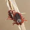 Ornate Cow Tick - Dermacentor reticulatus | Fotografijos autorius : Lukas Jonaitis | © Macronature.eu | Macro photography web site