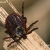 Ornate Cow Tick - Dermacentor reticulatus | Fotografijos autorius : Gintautas Steiblys | © Macronature.eu | Macro photography web site