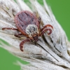 Ornate Cow Tick - Dermacentor reticulatus | Fotografijos autorius : Darius Baužys | © Macronature.eu | Macro photography web site